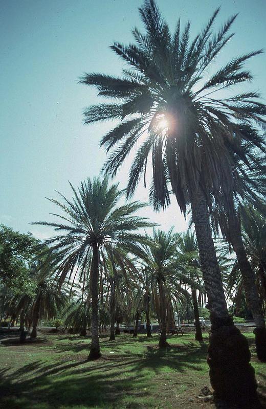 WT 0038 T05-24 Hawaii.jpg